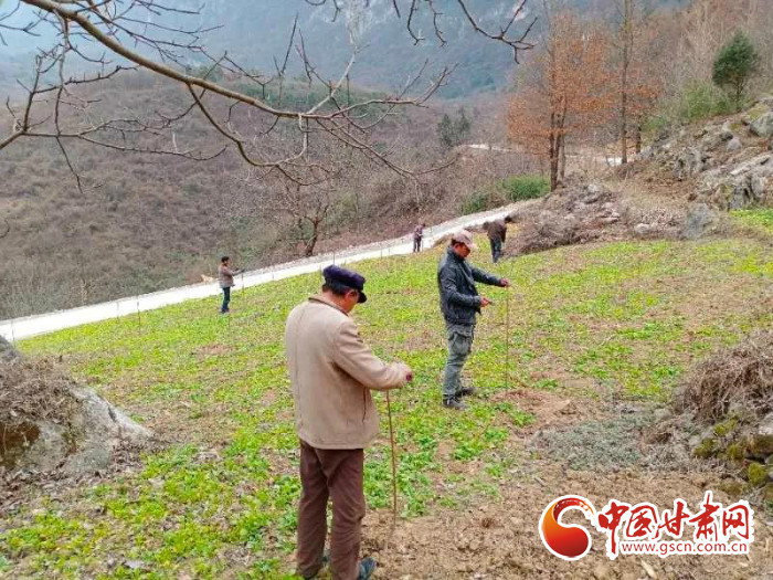 【甘肅全民戰(zhàn)“疫”】戰(zhàn)“疫”中，隴南稻坪的春天