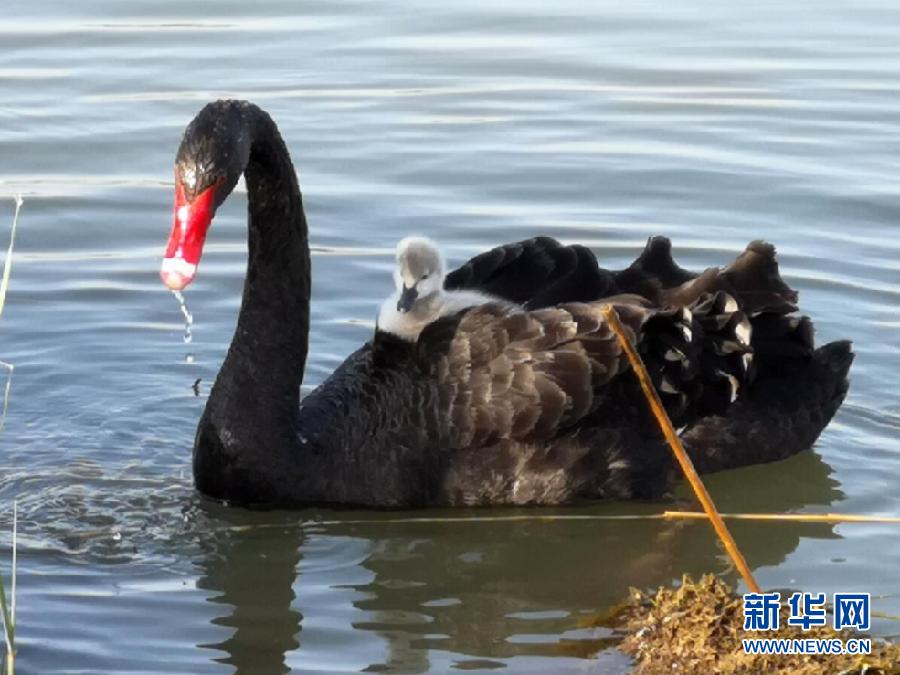 萌化了！黑天鵝寶寶出窩“游湖”