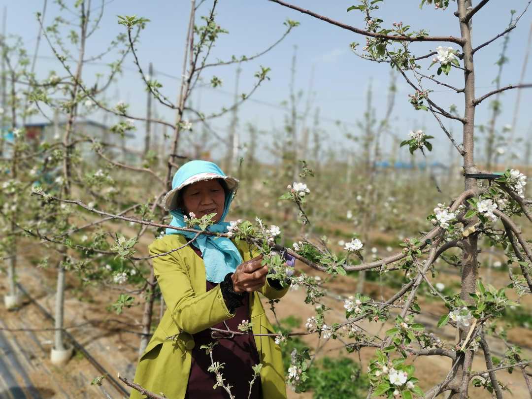 甘肅平?jīng)鲮`臺縣：“紅娘”搭橋 勞務輸轉助脫貧
