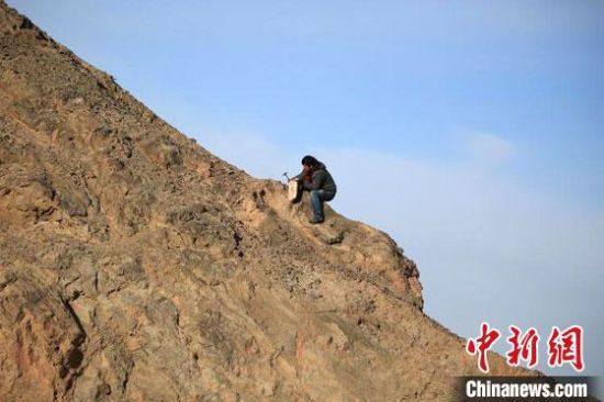 圖為敦煌“80后”畫家張杰龍?jiān)诙鼗腿Ｉ嚼锊杉V石顏料。(資料圖)受訪者供圖