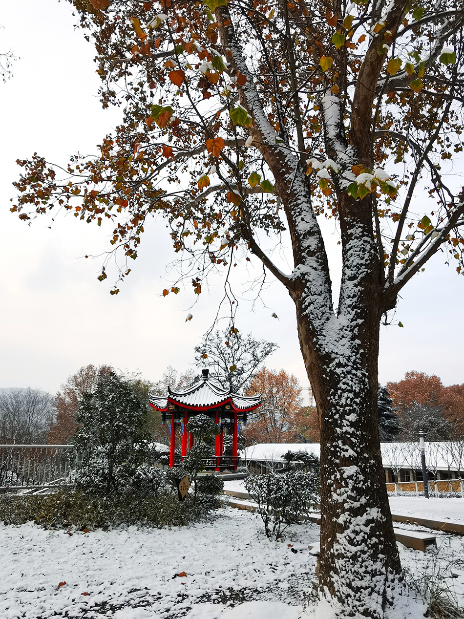 高清大圖|天水弘文園初雪，你喜歡嗎？