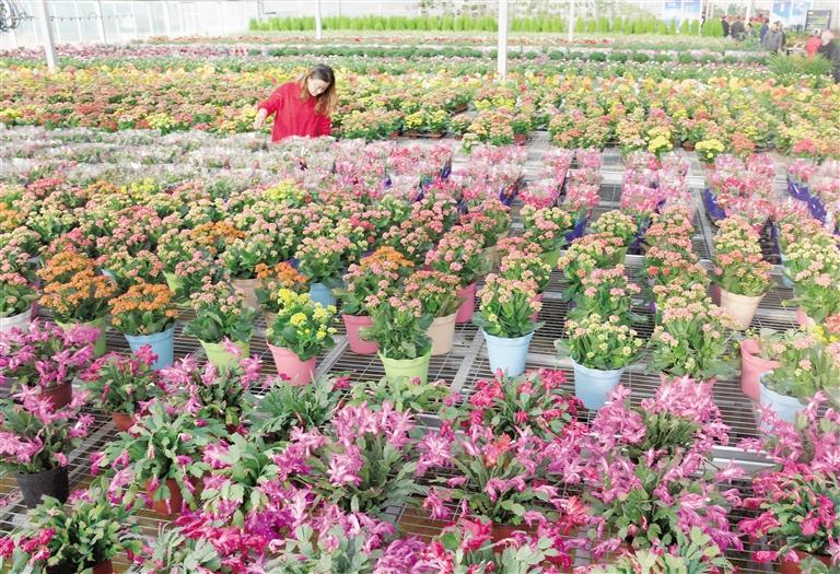 臨夏縣20多萬株水仙花、杜鵑、蝴蝶蘭等60多種花卉競相綻放