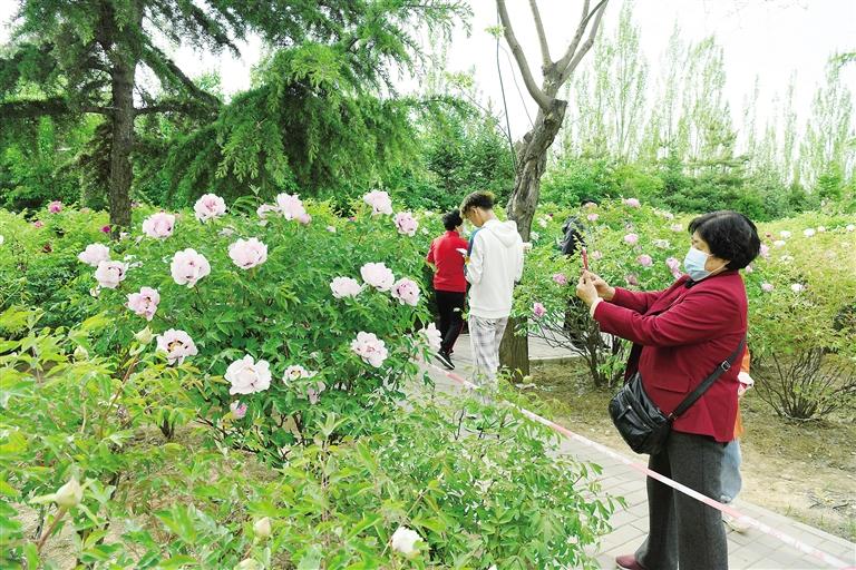 臨夏市北濱河路60里牡丹長廊里不同品種、顏色各異的牡丹花爭奇斗艷