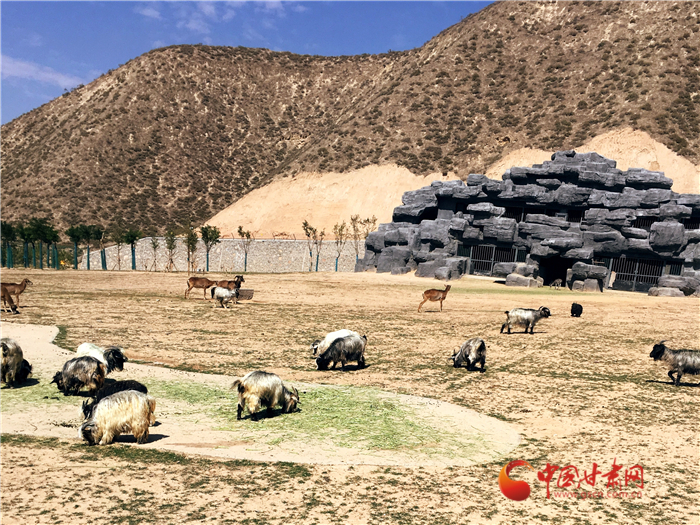 蘭州野生動(dòng)物園迎來(lái)首批體驗(yàn)游客 全程乘坐小火車(chē)近距離接觸小動(dòng)物