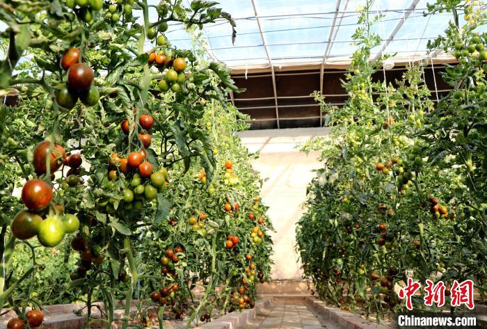 12月14日，甘肅省武威市民勤縣紅旗谷現(xiàn)代農(nóng)業(yè)產(chǎn)業(yè)園，溫棚內(nèi)“水果西紅柿”長勢(shì)良好?！●R愛彬 攝