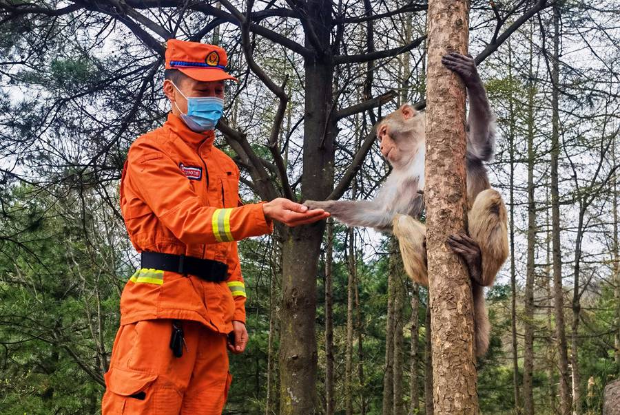 【甘快看】嗨！你好！甘肅隴南森林消防員巡護(hù)途中偶遇野生獼猴群