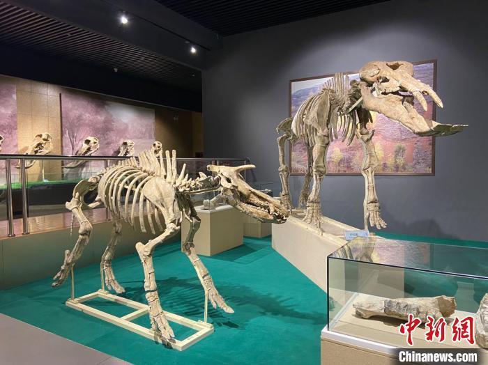 圖為5月底，和政縣古動物化石博物館內(nèi)修復(fù)后的古生物化石。　高展 攝