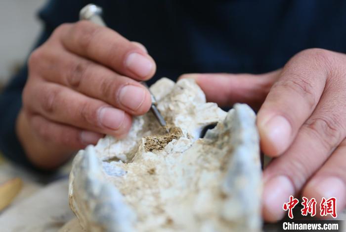 2022年6月，在和政古動物化石博物館內(nèi)，古生物化石修復(fù)師對化石進行修復(fù)。(資料圖) 高展 攝