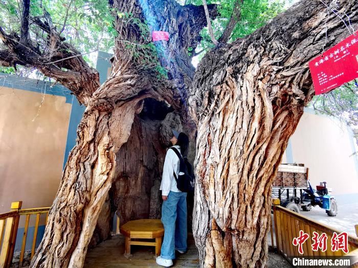 青海海東市阿河灘地質(zhì)文化村：古樹(shù)新枝、丹山碧水