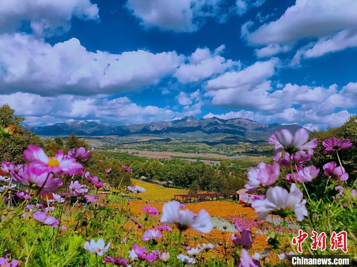 圖為盛夏時(shí)節(jié)的油嘴灣“花?！薄！∈茉L者供圖