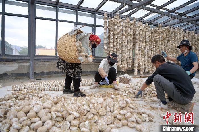 5月10日，甘肅省甘南藏族自治州迭部縣一青稞酒廠，工作人員用青稞面和青稞草等制成的曲坯用繩子串起來，方便掛起來曬干。九美旦增　攝