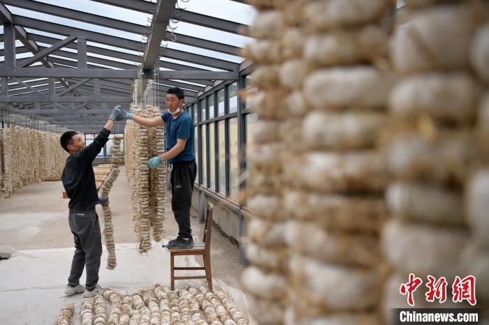 圖為5月10日，工作人員將用青稞面和青稞草等制成的曲坯用繩子串起來晾曬。九美旦增　攝