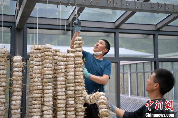 圖為5月10日，工作人員將用青稞面和青稞草等制成的曲坯用繩子串起來晾曬。九美旦增　攝