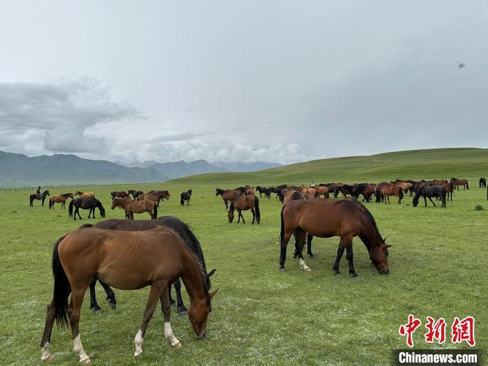 7月中旬，在山丹馬場草原上吃草的“山丹馬”?！〈魑牟?攝