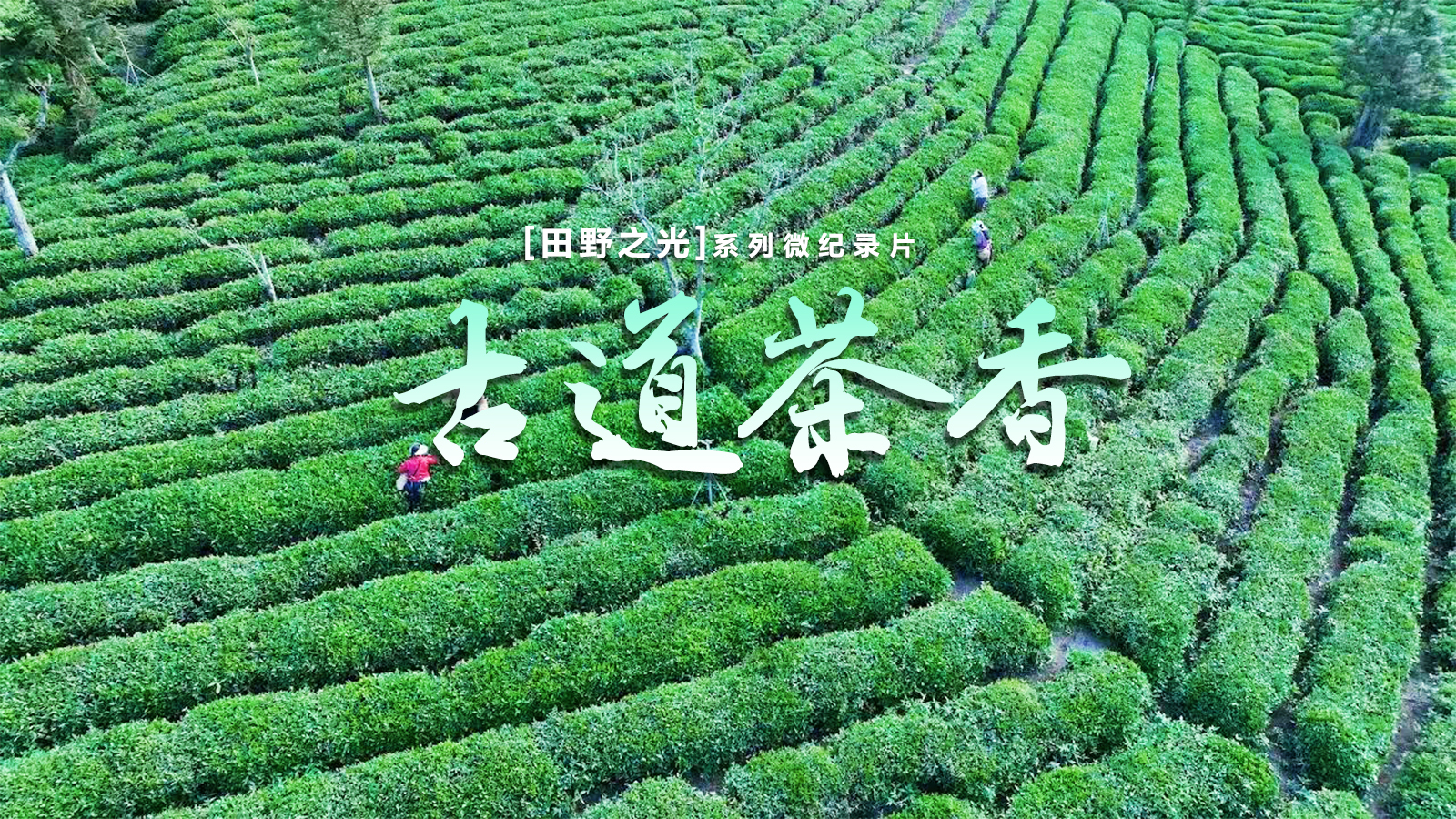 【微紀(jì)錄】田野之光（7）｜古道茶香