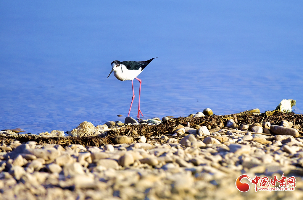 隴拍客丨臨澤：群鳥(niǎo)翔集生態(tài)美