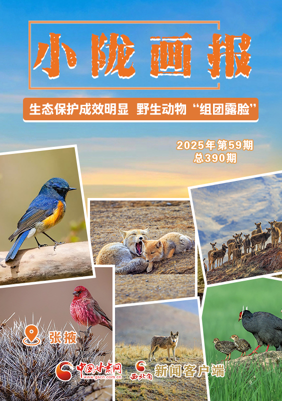 【小隴畫報(bào)·390期】張掖：生態(tài)保護(hù)成效明顯 野生動(dòng)物“組團(tuán)露臉”