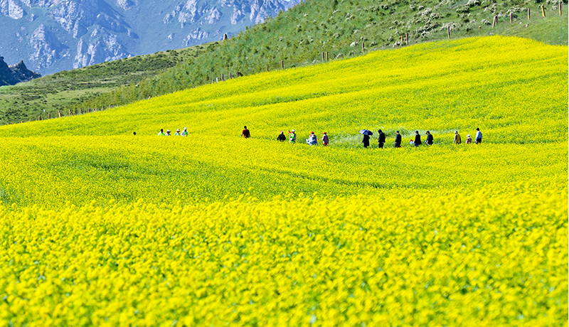 民樂(lè)：油菜花開引客來(lái) 農(nóng)旅融合促發(fā)展