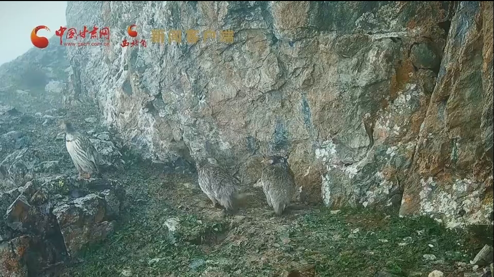 “雪域精靈”聚會(huì)祁連山 紅外相機(jī)定格8只藏雪雞同框