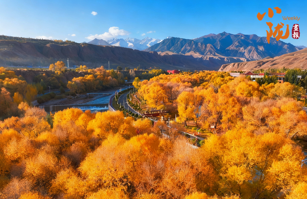 【小隴畫報(bào)·426期】肅南：多彩秋日 滿目金黃