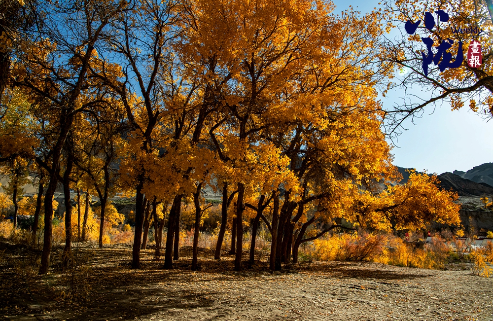 【小隴畫報(bào)·427期】多壩溝胡楊峽 隱藏著大西北的極致秋色
